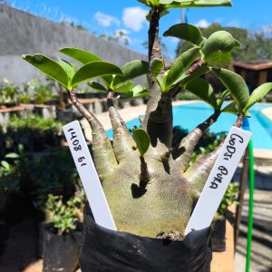 1408 61  Arabicum Godji Pura F2 12 meses