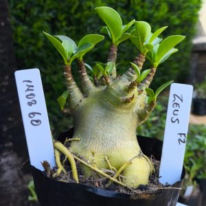 1408 60  Arabicum Zeus F2 12 meses