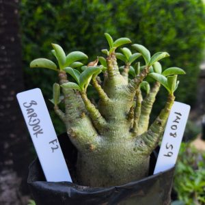 1408 59  Arabicum Bardok F2 12 meses