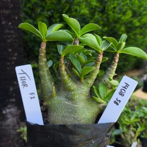 1408 58  Arabicum Thor F2 12 meses