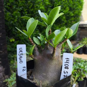 1408 57  Arabicum Urbano F2 12 meses