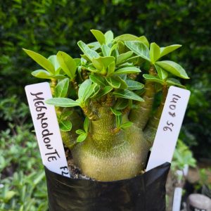 1408 56 Arabicum Megalodonte F2 12 meses