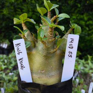 1408 55 Arabicum King Kong F2 12 meses