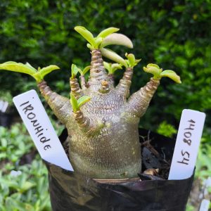 1408 54 Arabicum Ironhid F2 12 meses