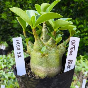 1408 52 Arabicum Optmus Prime F2 12 meses