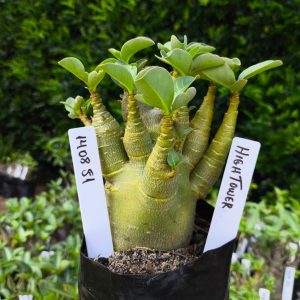 1408 51 Arabicum High Tower F2 12 meses