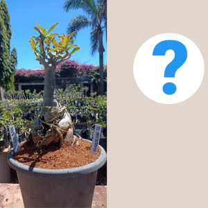 1408 07 Baobá ID Misterioso