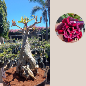 1408 02 Baobá Mah Biee