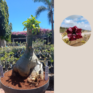 1408 04 Baobá Black Hole