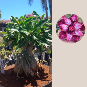 1408 05 Baobá Moisés