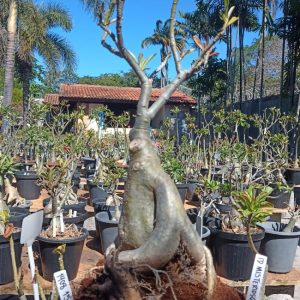 1408 15 Baobá Id Misterioso