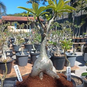 1408 14 Baobá Id Misterioso