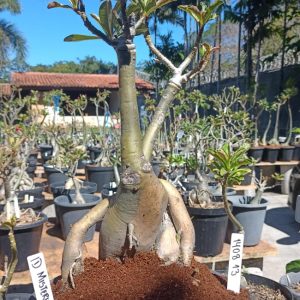 1408 13 Baobá Id Misterioso