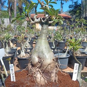 1408 11 Baobá Id Misterioso