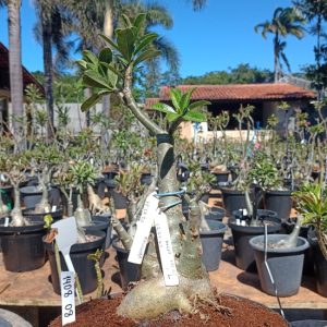 1408 08 Baobá Vampira + Julius Cesar