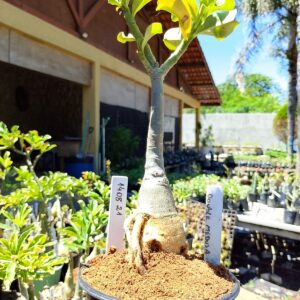 1408 21 Rosa do Deserto Double Medusa