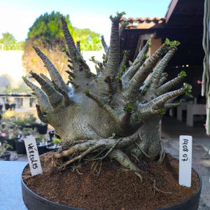 1408 07 Arabicum Hercules Adulta