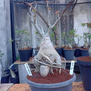 1408 31 Baobá Pinot