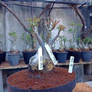 1408 30 Baobá Xique-xique + Julius Cesar