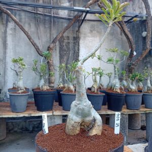 1408 29 Baobá Chibi Maruko