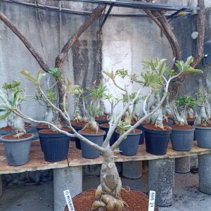 1408 27 Baobá Id Misterioso