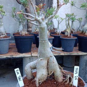 1408 26 Baobá Koh bau