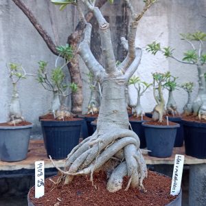 1408 25 Baobá Lilac + Mirabilis