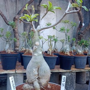 1408 24 Baobá Id Misterioso