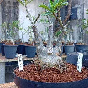 1408 21 Baobá Julius Cesar