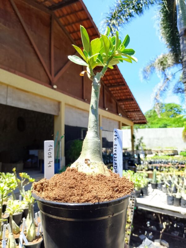 1408 41 Rosa do Deserto Ceu Estrelado - Imagem 2