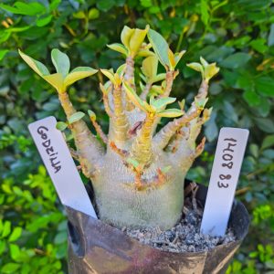 1408 83 Arabicum Godzilla F2 12 meses
