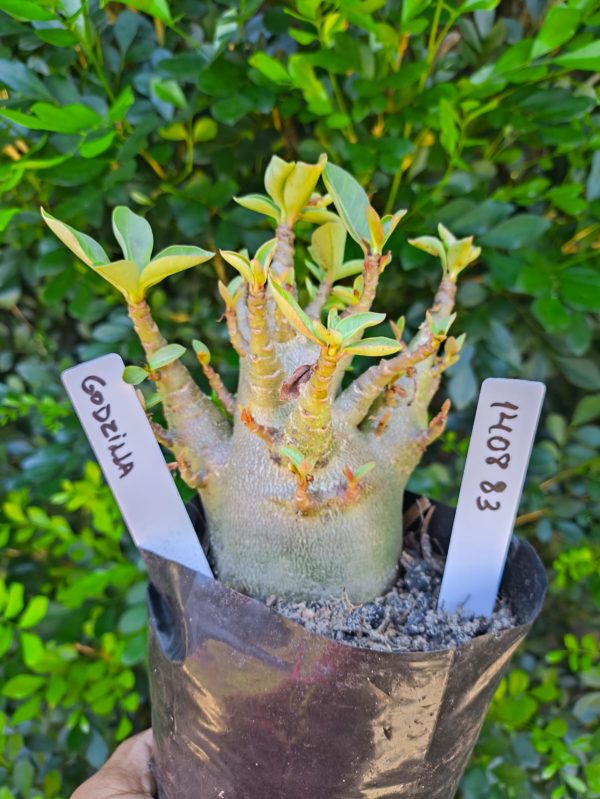 1408 83 Arabicum Godzilla F2 12 meses