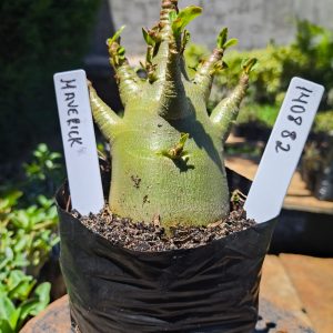 1408 82 Arabicum Maverick F2 12 meses