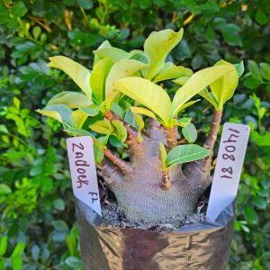 1408 81 Arabicum Zadock F2 12 meses