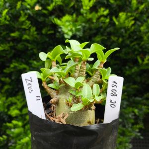 1508 20 Arabicum Zeus F2 12 meses