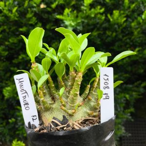 1508 19  Arabicum Minotauro F2 12 meses