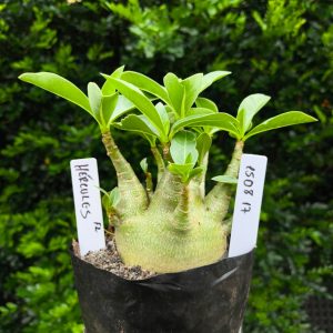 1508 17 Arabicum Hercules F2 12 meses