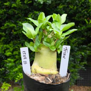 1508 16 Arabicum Tyson F2 12 meses