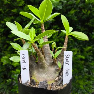 1508 15 Arabicum Black Hawk F2 12 meses