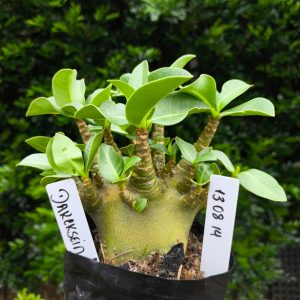 1508 14 Arabicum Darkseid F2 12 meses