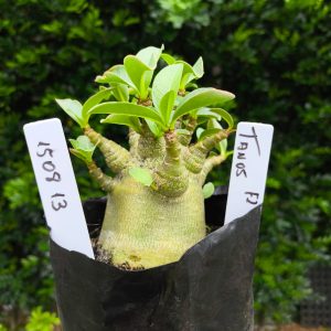 1508 13 Arabicum Tanos F2 12 meses