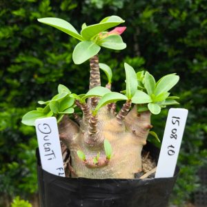 1508 10 Arabicum Dugati  F2 12 meses