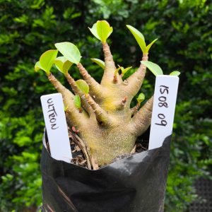 1508 09 Arabicum Ultron F2 12 meses