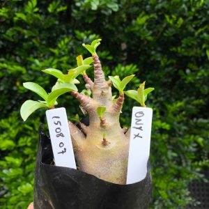 1508 07 Arabicum Onix F2 12 meses