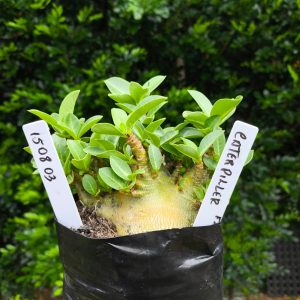 1508 03 Arabicum Caterpiller F2 12 meses