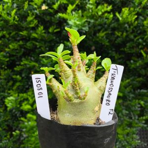 1508 01 Arabicum Tiranossauro F2 12 meses