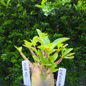 1508 40 Arabicum Espinossauro F2 12 meses