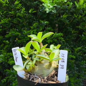 1508 39 Arabicum Poseidon F2 12 meses