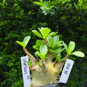 1508 38 Arabicum Spartacus F2 12 meses