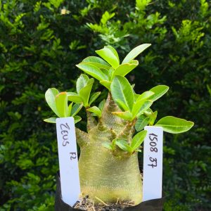 1508 37 Arabicum Zeus F2 12 meses